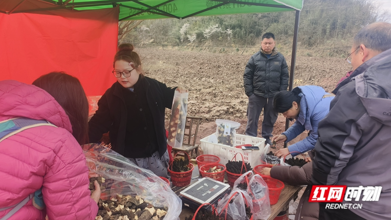 湖南桑植：让羊肚菌“丰景”变“钱景”