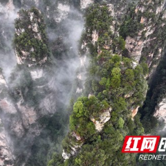 张家界国家森林公园：云漫峰林宛如水墨画卷（组图）