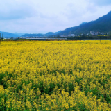 春染杨家界大道：千亩油菜花绘就金色画廊