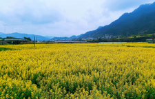 春染杨家界大道：千亩油菜花绘就金色画廊