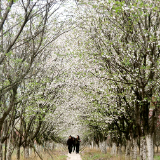 慈利县琵琶花海：樱花怒放客自来（组图）