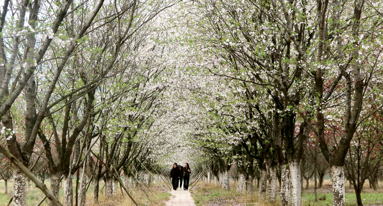 慈利县琵琶花海：樱花怒放客自来（组图）