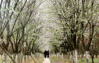 慈利县琵琶花海：樱花怒放客自来（组图）