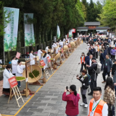 三千奇峰竞秀 一杯红茶飘香  2026武陵源首届茶旅文化周启幕