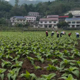 慈利县杨柳铺乡：把脉烟田问需于民 助推产业高质发展