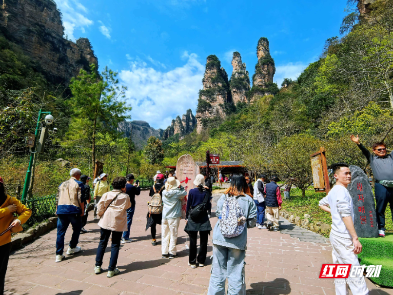 清明错峰游升温 张家界十里画廊春光里人气旺