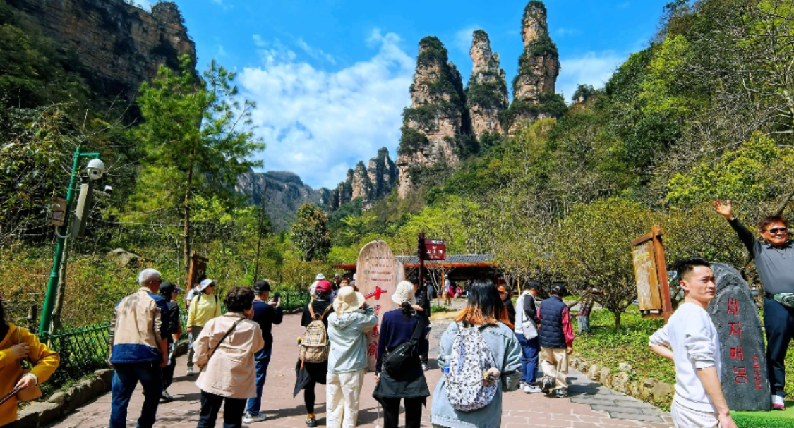 清明错峰游升温 张家界十里画廊春光里人气旺