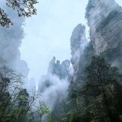 雨润金鞭溪 云雾锁奇峰——张家界国家森林公园现水墨胜景