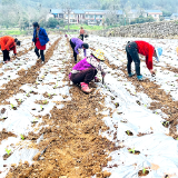 慈利:820多亩鲜食玉米移栽正当时