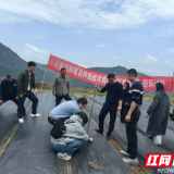 张家界莓茶地方标准启动修订 首场现场试验同步开展