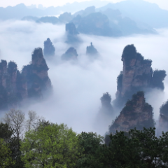 张家界百龙天梯春日云海如水墨画卷