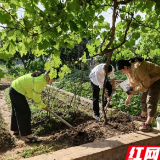养护绿意润初心 共建家园聚合力——桑植东中心收费站深入开展三园建设