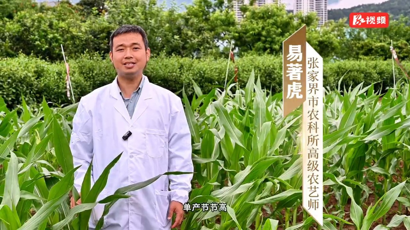 湖南张家界:暴雨致玉米倒伏 农技专家田间“把脉”解民忧