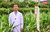 湖南张家界：暴雨致玉米倒伏 农技专家田间“把脉”解民忧