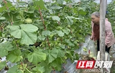 张家界市农业农村局：严检时令果蔬 筑牢舌尖安全