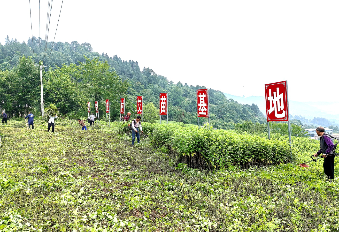 慈利县袁家庄村：130亩艾草产业让村集体经济“活”起来
