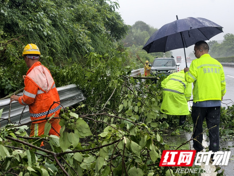 张家界高速武陵源管理所及时清理倒伏树木 守护汛期高速通行安全
