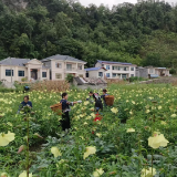 从桑植县黄蜀葵看乡村老年产业发展