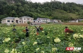 从桑植县黄蜀葵看乡村老年产业发展