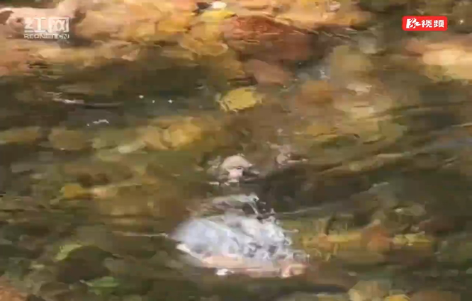 张家界金鞭溪猕猴戏水消暑萌趣出圈