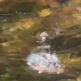 张家界金鞭溪猕猴戏水消暑萌趣出圈