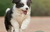 文明养犬 “不掉链”
