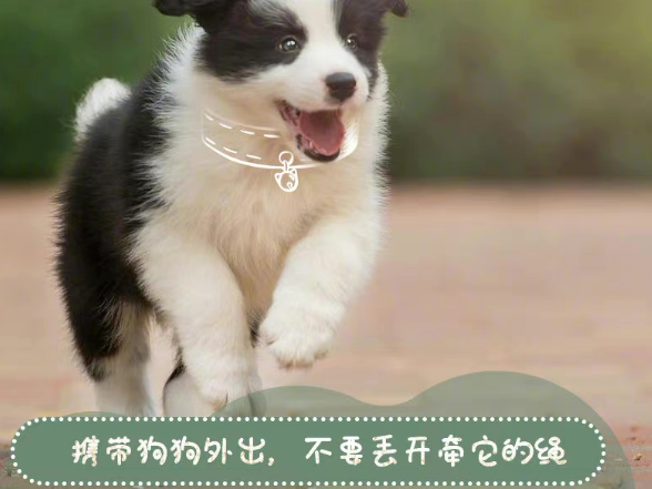 文明养犬 “不掉链”