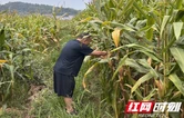 慈利县杉木桥镇东街社区：玉米大豆“搭伙”种，一地双收“钱”景好