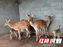 慈利杉木桥镇清水村:鹿群添新崽 集体经济添活力