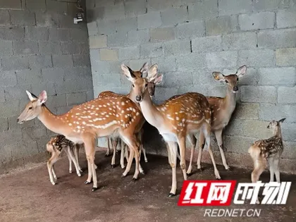 慈利杉木桥镇清水村：鹿群添新崽 集体经济添活力