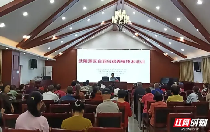 张家界武陵源：农技课堂进山村 老年养殖户勤学白羽乌鸡养殖本领