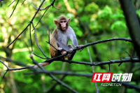 郴州市王仙岭旅游风景区小猕猴萌态十足惹人爱