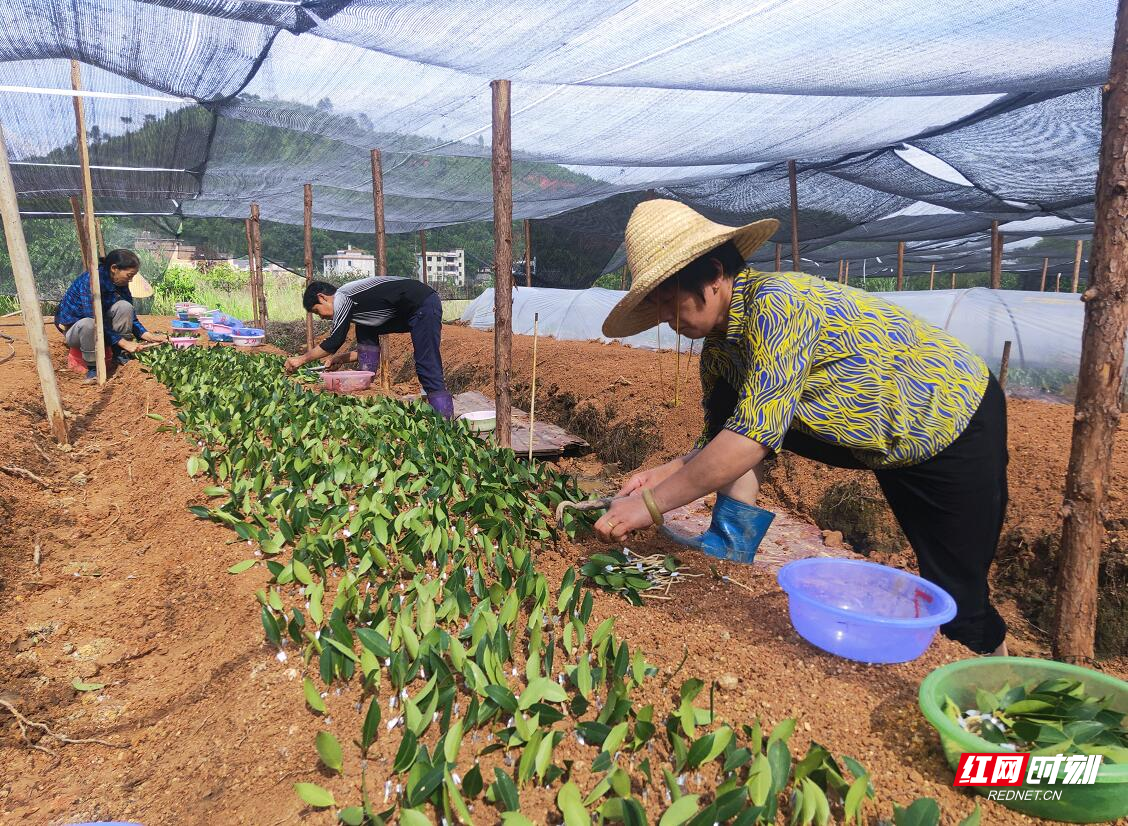 宜章县：培育良种苗做大油茶扶贫产业