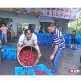 宜章县水浸窝村：连雨季节农民的杨梅不愁卖