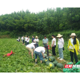 苏仙：瑶村来远客 西瓜销售火