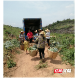 宜章黄沙镇造林大户林地套种西瓜喜获丰收