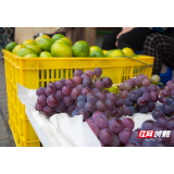 组图｜北湖区2020年农民丰收节上农特产品齐齐亮相