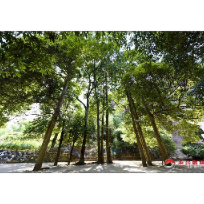 全面推行林长制 建设美丽新永兴
