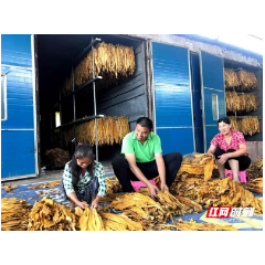 金叶子点亮群众幸福生活  桂阳10139户烟农实现收入10.4亿元