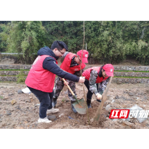 桂东县新坊乡：一点红植出千棵绿