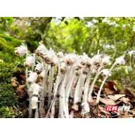 桂东县发现“冥界之花”——水晶兰