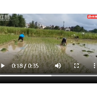 城里娃下地插秧 感受农村生活实践