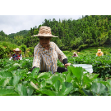 北湖区华塘镇草莓种植忙