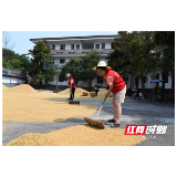 北湖区安和街道：稻谷飘香粮满仓  纪检干部帮农忙