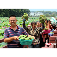 栖凤渡荷花美，庄门村采莲忙