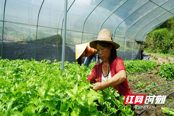 郴州桂东：高山蔬菜采摘忙