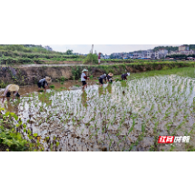 宜章烟草：烟稻轮作 鼓起烟农钱袋子