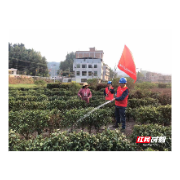 国网桂东县供电公司：万亩茶园迎来“及时雨”