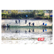 资兴市唐洞街道：仲冬捕捞鱼 村民乐呵呵