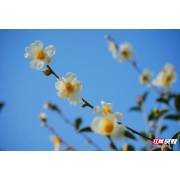 宜章浆水乡茅栗村7000亩油茶花如雪花般竞相绽放